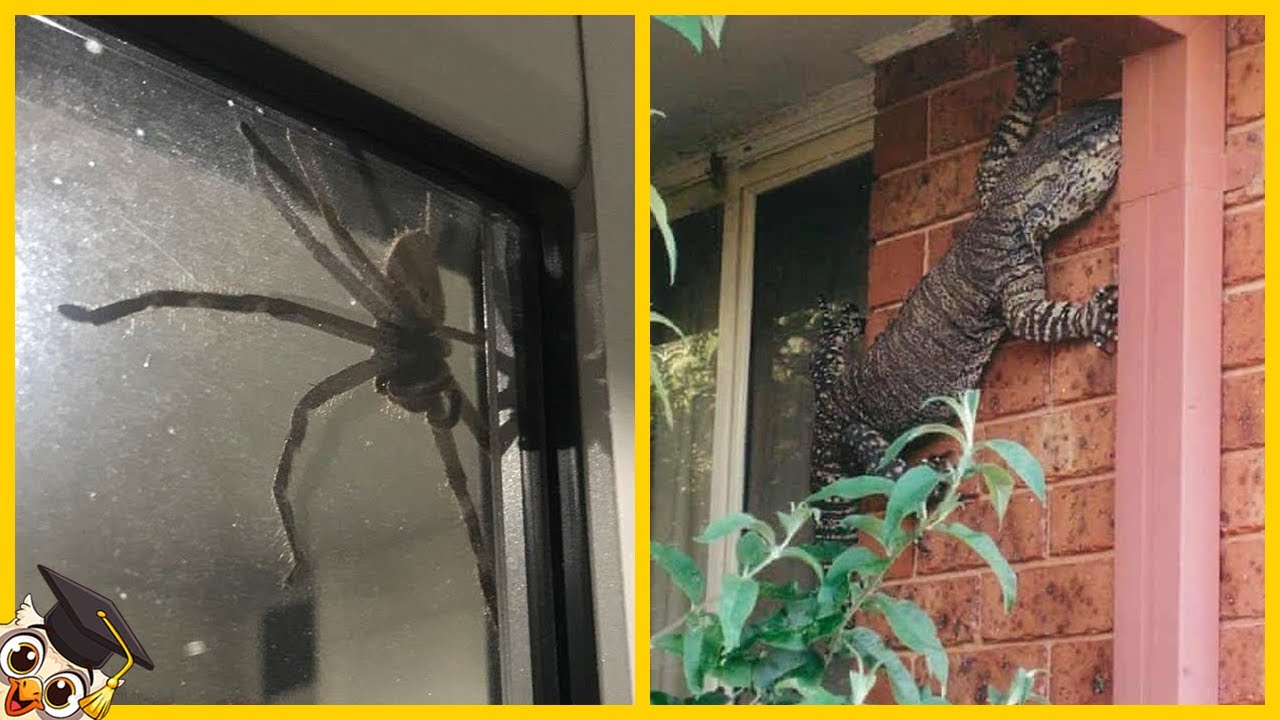 10 Animais Assustadores Encontrados em Casas