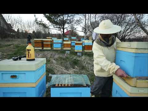 ABC pasieki cz. 4 - wiosenne łączenie rodzin pszczelich