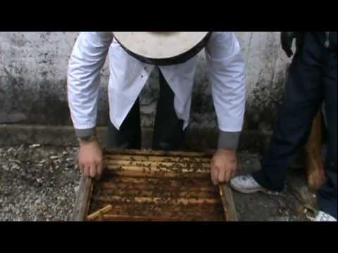 3. Apicultura practica - Rama claditoare in actiune - capcana naturala anti-varoza 3/3