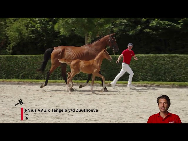 Jolene van 't Breezerhof Z