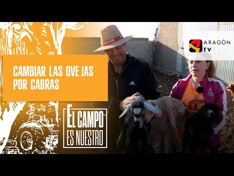 ¿Está Raquel pensando en cambiar las ovejas por cabras?
