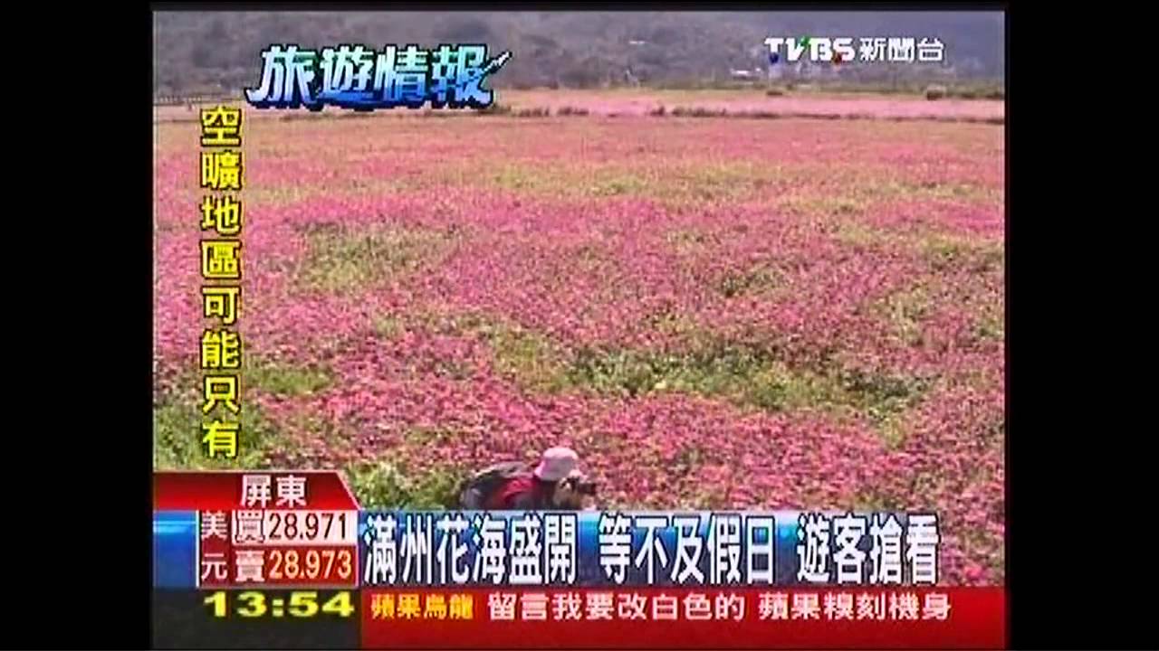 滿州花海盛開!等不及假日 遊客搶看