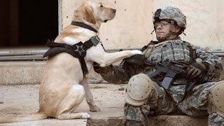 Dogs Welcoming Soldiers Home Part 3 2014 [NEW HD]