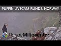Live from the puffin nesting area (Lundeura) at Runde, Norway
