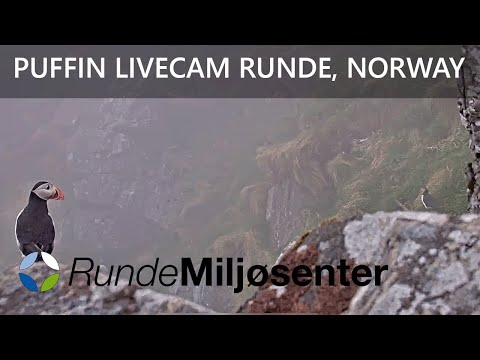 Live from the puffin nesting area (Lundeura) at Runde, Norway