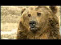 Brutus, the pet grizzly bear 