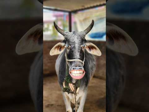 Keacy Carty T20 cricket 13 Ball 😲