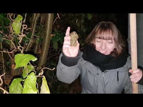 Laub im Herbst: Das Gold für den fruchtbaren Boden im Garten! | Herbsttipps