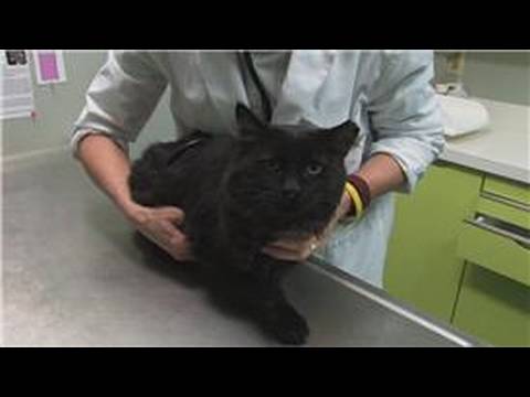 Cat Health : Kidney Stone Symptoms in Cats