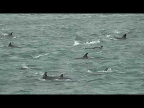 Dolphins in Lyall Bay - 4 Feb 2022