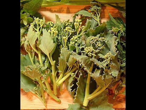 Sea Kale Bed on 1st June 2025