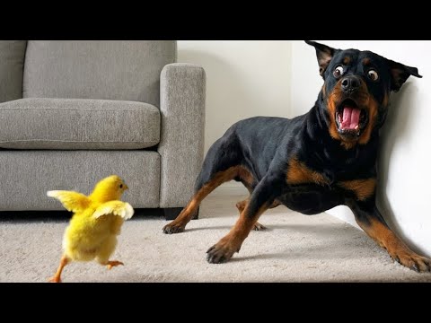 Cuando Vives con un Perro Súper Dramático 😂 Vídeos Divertidos de Perros