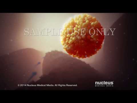 Fertilización (concepción)