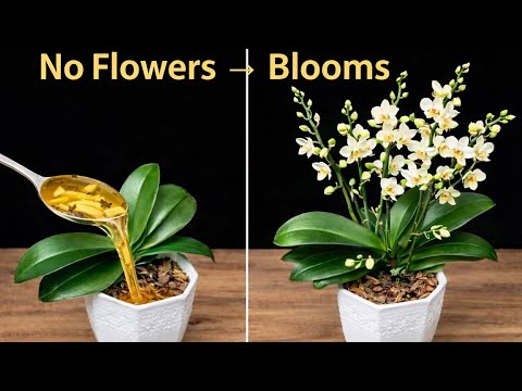 Just sprinkle it on top! The orchid, which had no flowers, will suddenly bloom profusely.