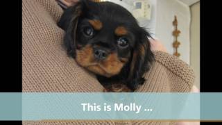 Dog's Trust Spoof - Dogs'R'Us [Molly]