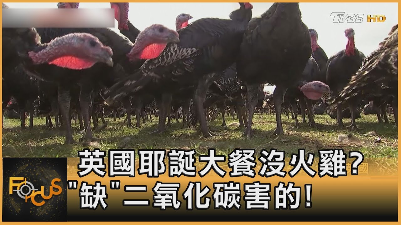 英國耶誕大餐沒火雞? 「缺」二氧化碳害的!