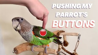 Pushing Parrot's Buttons LITERALLY My Bird Makes Beeping Sounds