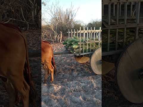 Olho D'água do Casado - AL 🌵