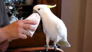 preview picture of video 'So Cute! Pet Parrot - Cockatoo using a napkin'