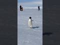 Penguin Run Masti Fun Funny Penguin