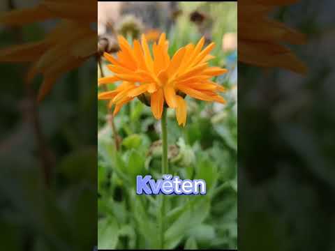 Tvůj měsíc tvoje květina