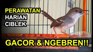 Download lagu 3 Daily Care for CIBLEK to Prevent GACOR and NGEBREN mp3 Download lagu 3 Daily Care for CIBLEK to Prevent GACOR and NGEBREN mp3