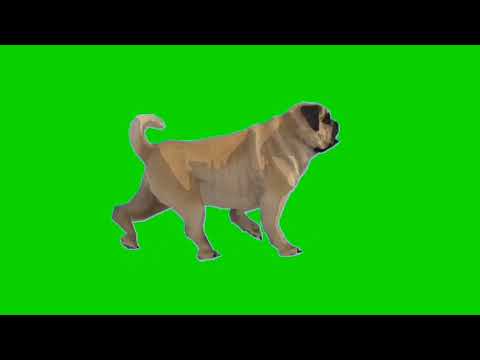 Dog Green Screen | Green Screen Dog with Many Pose | No Copyright Video |