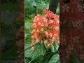 A Burst Of Colour Delicately Woven By Nature