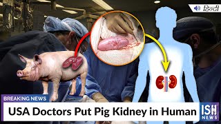 USA Doctors Put Pig Kidney in Human