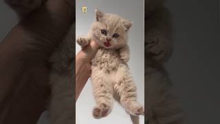 Download lagu Awesome british shorthair colours #cat mp3