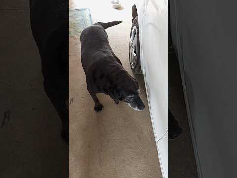 ❤Labrador❤#shorts #animal #dog #song#animallover#streetdogpluto#funny#animals#animalwelfareactivist