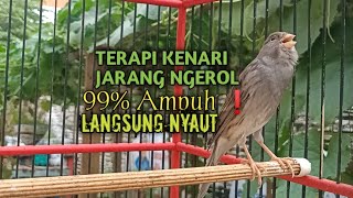 Download lagu kenari gacor panjang Cuit Cuit EMOSI, Pancingan Kenari Paud Belajar Bunyi, terapi AMPUH Kenari MACET mp3 Download lagu kenari gacor panjang Cuit Cuit EMOSI, Pancingan Kenari Paud Belajar Bunyi, terapi AMPUH Kenari MACET mp3