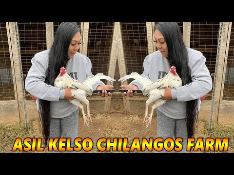 Beautiful White Kelso Asil Sweater - Chilango's Farm