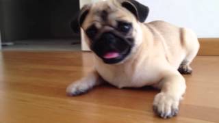 Cute and Crazy Pug barking and playing with a bottle