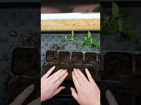 Toppa och ta sticklingar av jätteverbena.