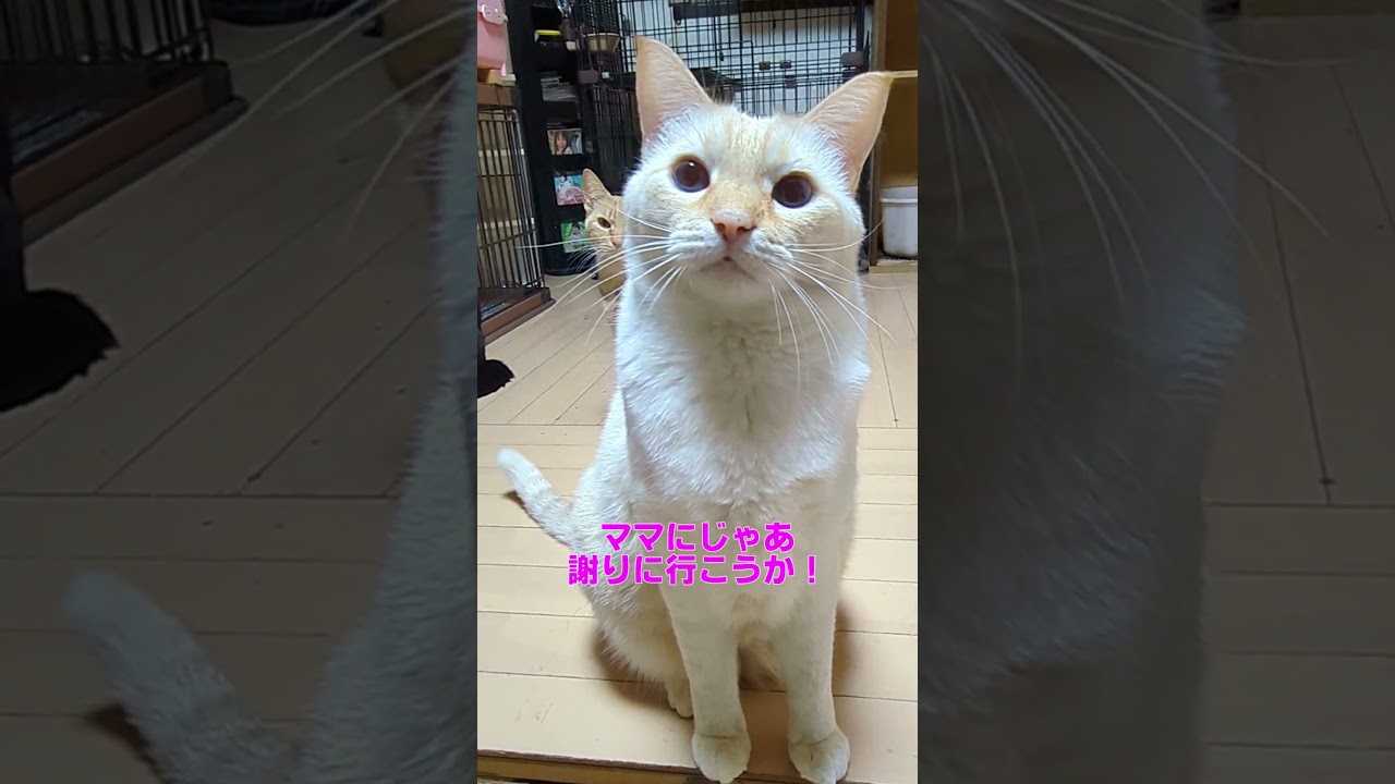 ママに怒られた💦レック