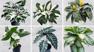 Download lagu 38 Tanaman Dalam Ruangan Menakjubkan dengan Daun Hijau dan Putih | Tanaman Hias Berwarna Putih dan Hijau mp3