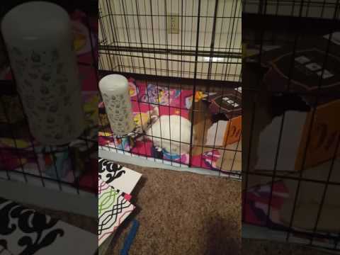 Welcome to bunny business