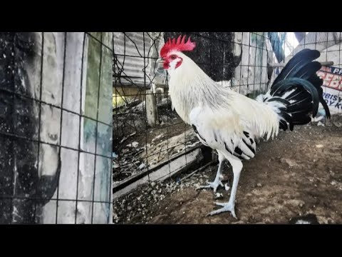 amazing chicken | zammy infante vlog