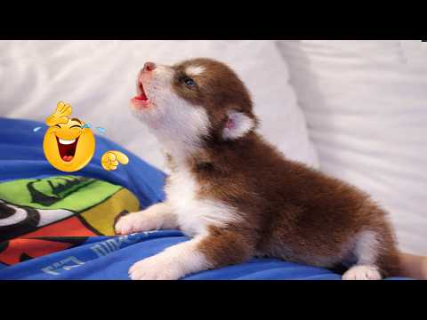 You Will Die From the Cuteness of These Dogs 😍Funniest Cats and Dogs Compilation 😹🐶