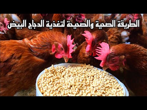 , title : 'الطريقة الصحية لتغذية الدجاج البياض وعدد الوجبات'