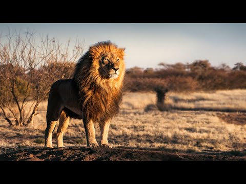 Vida Selvagem Na Àfrica EP1.(2022)