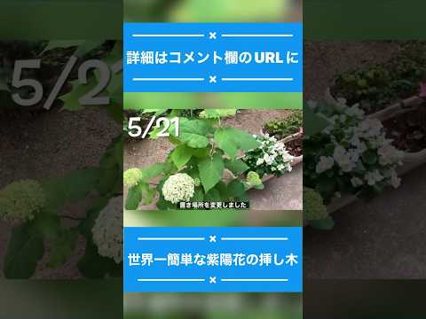 水をやりすぎたアジサイ、もう一度始めさせてもいいですか？あなたの植物を救うための4つの簡単なステップ!  庭園