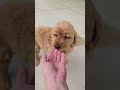 Golden Retriever dogs for sale: Dawn - Video 1