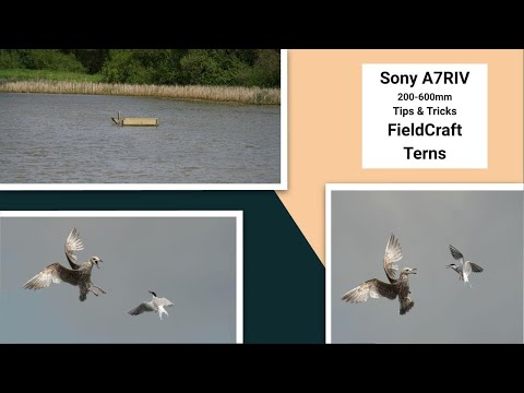 Sony A7RIV 200-600mm  - Fieldcraft - Common Terns