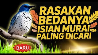 Download lagu Ini Dia ⁉️ Masteran Murai Batu Yang Bikin Gacor Gampang Masuk Materinya mp3