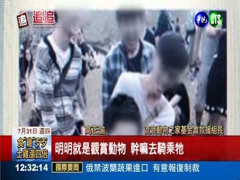 虐待小動物! 清境綿羊慘遭"騎"