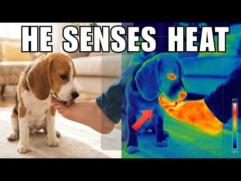 😲 What Your Dog Is Trying To Tell You When He Licks Your Feet