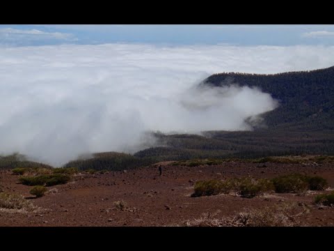 Willem Ardui - Overal