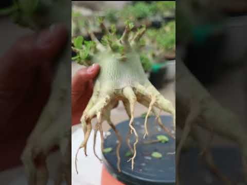 Adenium Arabicum-Wurzelauswahl. Wüstenrose. Bonsai.